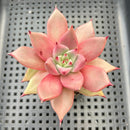 Echeveria Agavoides 'Romeo' 2"-3" Succulent Plant