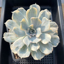Echeveria Lilacina Variegated 5" Large Succulent Plant