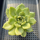 Echeveria 'Jaoki' (자옥이) Variegated 2"-3" Succulent Plant