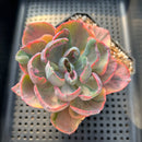 Echeveria 'Beyonce' Variegated 3"-4" Succulent Plant