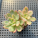 Echeveria Agavoides 'Flamenco' Variegated 2" Double Head Succulent Plant
