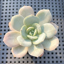 Echeveria 'Soul Mint' 2" Succulent Plant