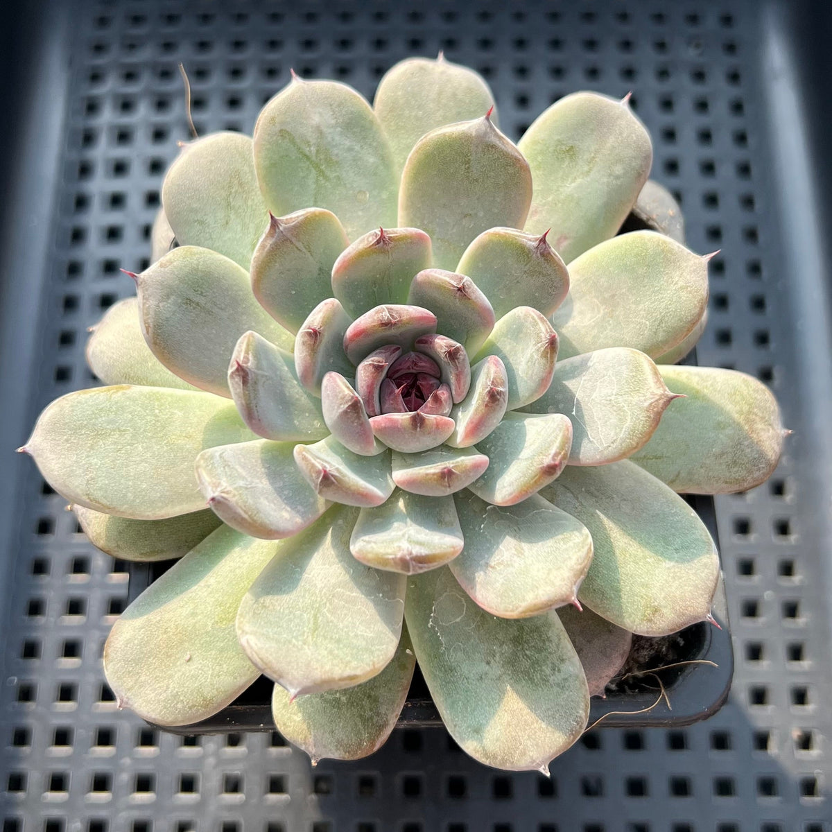 Echeveria 'Sara Black' 3"-4" Changhee Hybrid Succulent Plant (Potted)