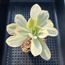 Echeveria 'Japan Moon River' Variegated 3” Succulent Plant