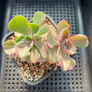Echeveria 'Beyonce' Variegated 3" Succulent Plant