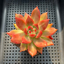 Echeveria Agavoides 'Frank Reinelt' 2" Succulent Plant
