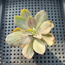 Echeveria 'Hanaikada' Mosaic Variegated 2" (100% Grown In House) Succulent Plant