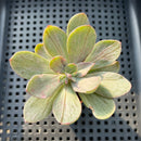 Echeveria 'Hanaikada' Mosaic Variegated 2" (100% Grown In House) Succulent Plant