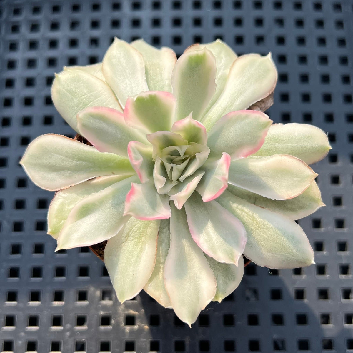 Echeveria 'White Princess' Variegated 1"-2" Succulent Plant (Potted)