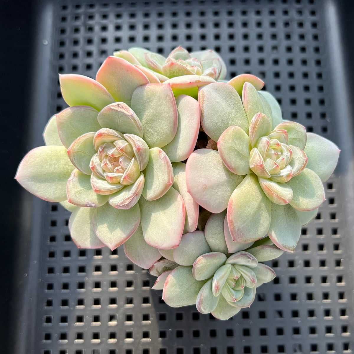 Echeveria 'Star' 3"-4" Cluster Jelly Type Succulent Plant (Potted)