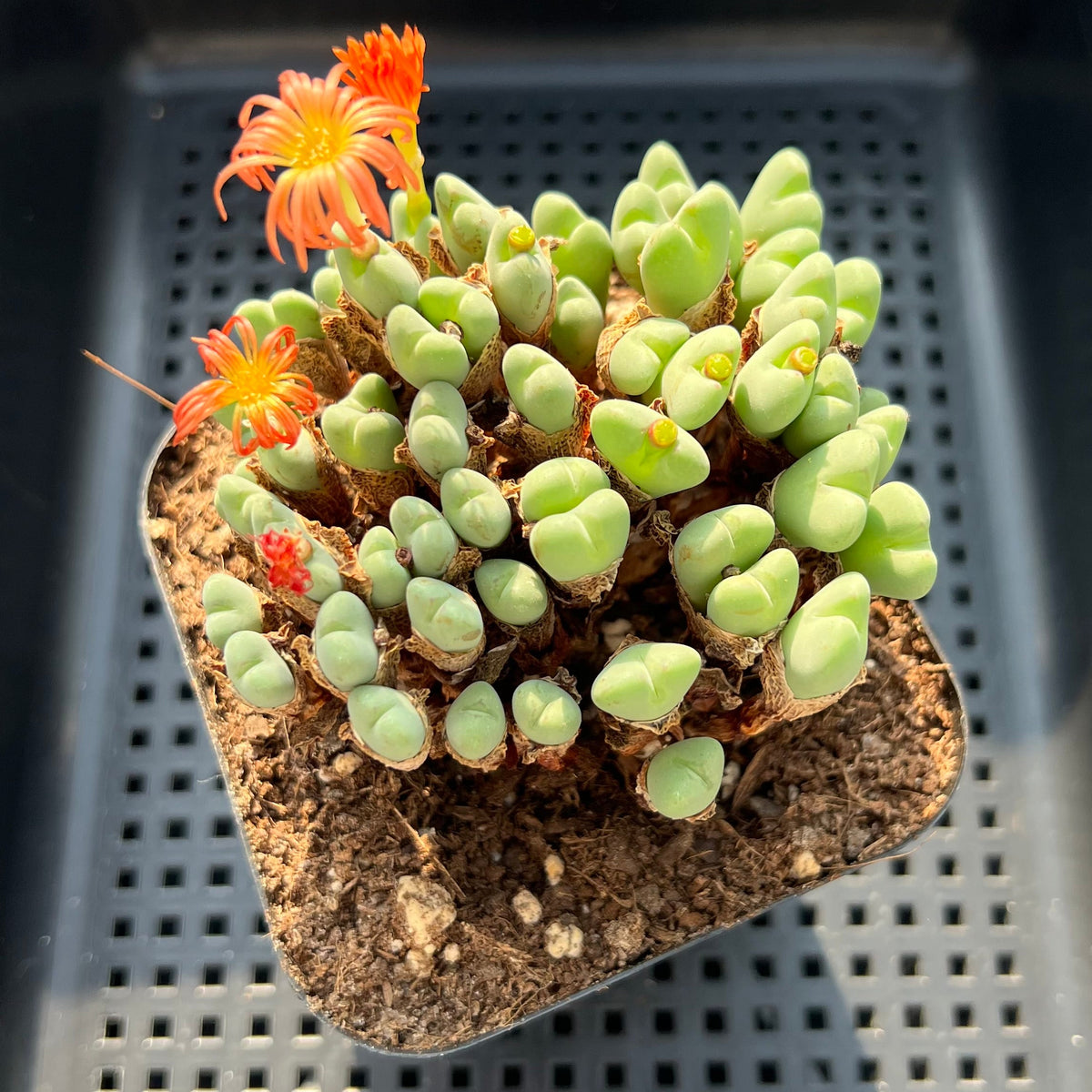 Conophytum 'Bilobum' Cluster 4" Succulent Plant (Potted)