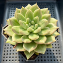 Echeveria Agavoides 'Quasimodo' 3"-4" Succulent Plant (Potted)