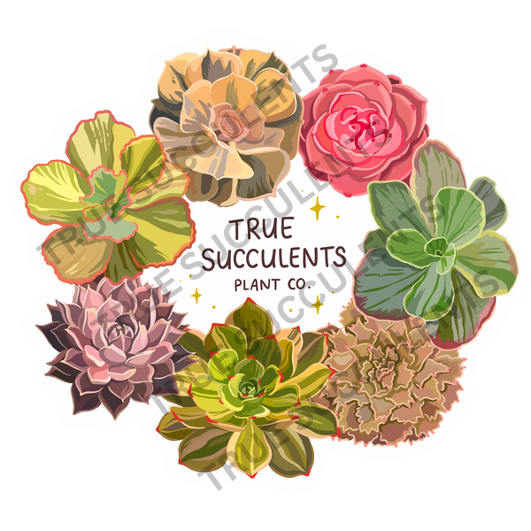 True Succulents Wreath Sticker (3.5  3.12)  True Succulents Plant Co.
