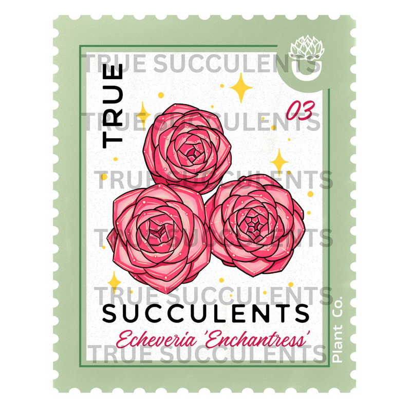 True Succulents Stamp Sticker (1.6″ × 2″)