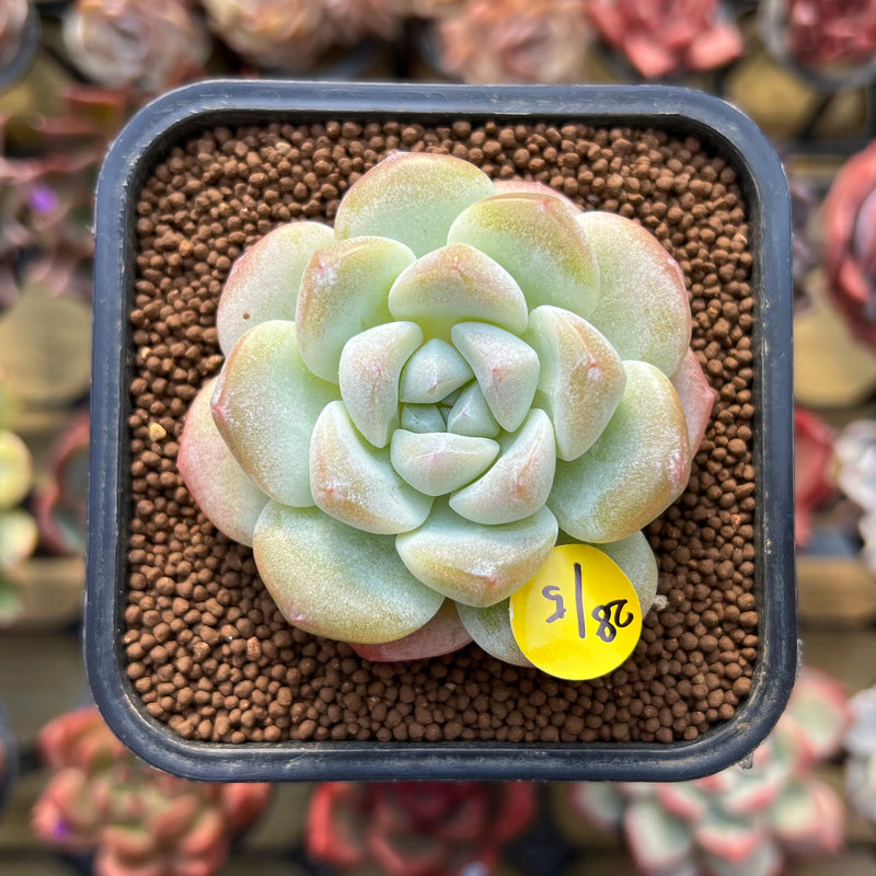 ice green succulent Echeveria 'Icy Green' 1" Succulent Plant Cutting