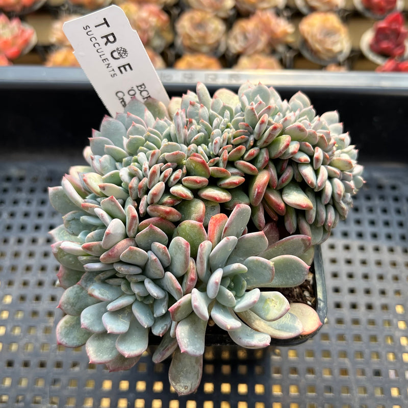 crescent succulents Echeveria 'Onyx' Crested 3"-4" Succulent Plant