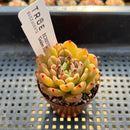 echechanoy337.jpeg