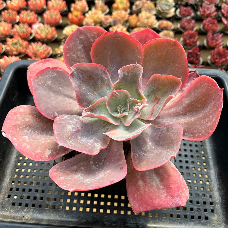 red frills succulent Echeveria Frill sp. 5"-6" Large Succulent Plant – True Succulents Plant Co