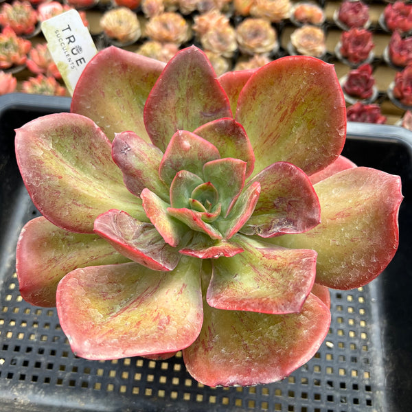 succulents with variegated leaves Echeveria 'Goiabinha' Variegated 5"-6" Large Succulent Plant – True  Succulents Plant Co
