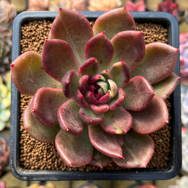 echeveria Leather Switiching work JKT　０ echeveria Leather Switiching work JKT echeveria Leather Switiching