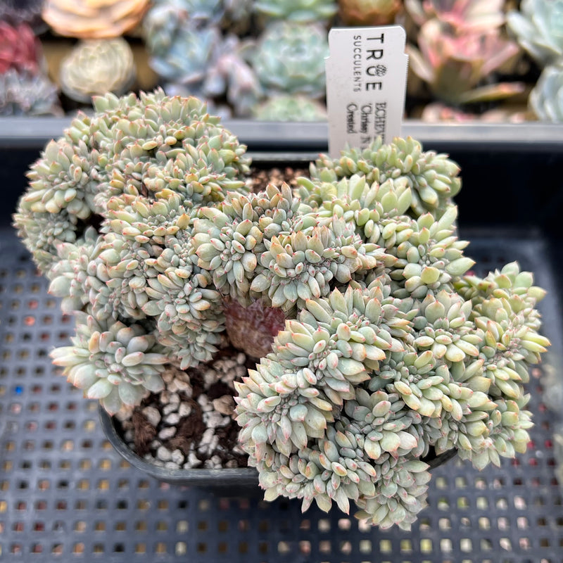 chrissy and ryan succulents Echeveria 'Chrissy N Ryan' Crested 5” Succulent Plant