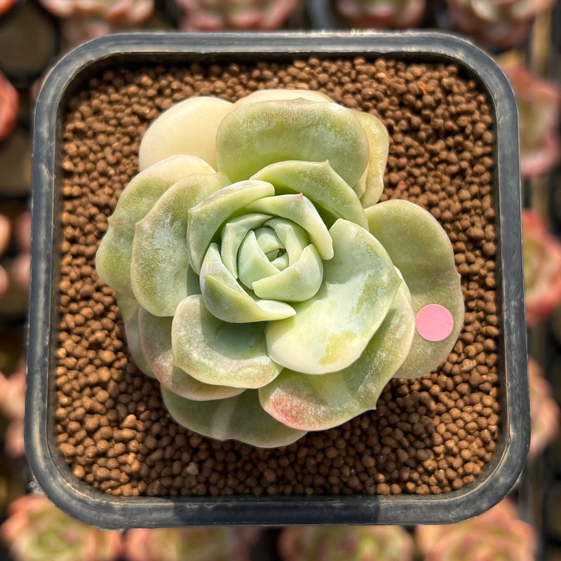 Echeveria 'Lovely Rose' Variegated 2