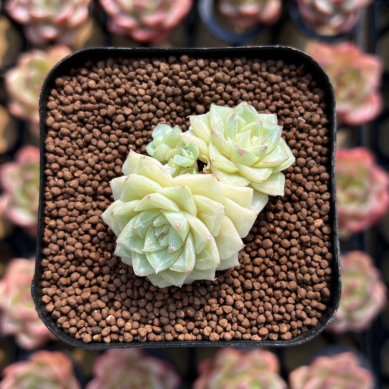 white echeveria succulent Echeveria 'White Queen' 1" Succulent Plant – True Succulents Plant Co