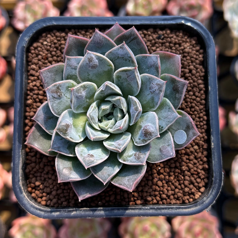 water drop succulent Echeveria 'Water Drop' 1"-2" Succulent Plant