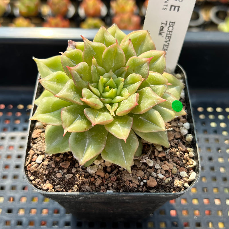Echeveria 'Tesla' 2