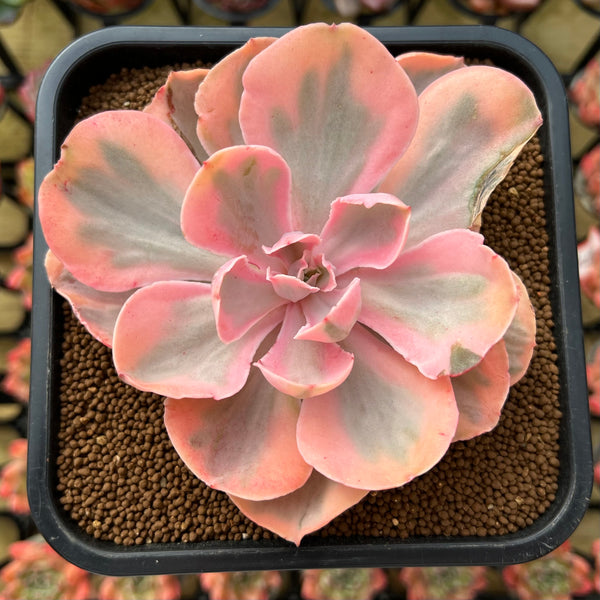 angel kissed succulent Echeveria 'Pink Angel' Variegated 4"-5" Succulent Plant – True Succulents Plant Co