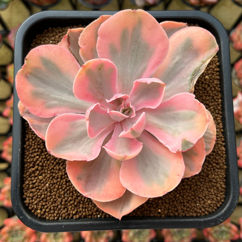 pink echeveria succulent Echeveria ‘Pink Angel' Variegated 4"-5" Succulent Plant