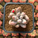 echelupa181.jpeg