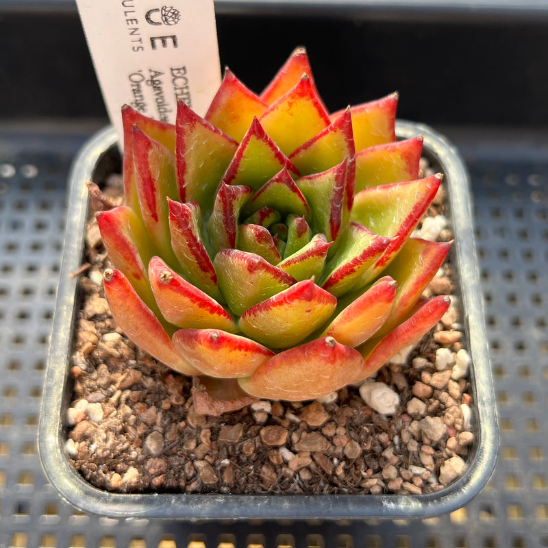 orange succulent plants Echeveria Agavoides 'Orange Ebony' 2"-3" Succulent Plant – True Succulents Plant Co