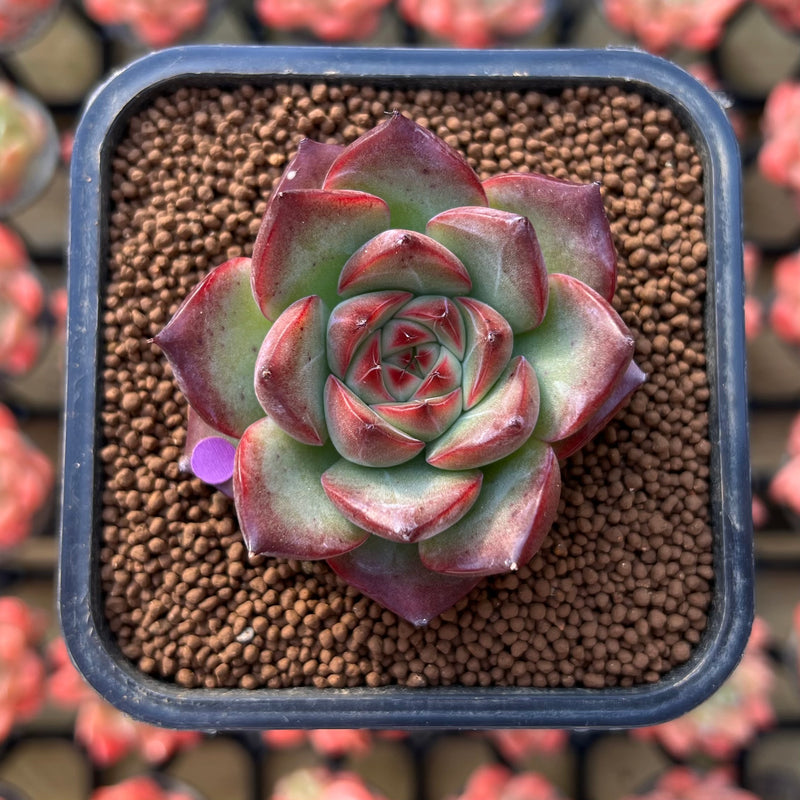 succulent in spanish Echeveria Agavoides 'Fire Pillar' 2" Succulent Plant
