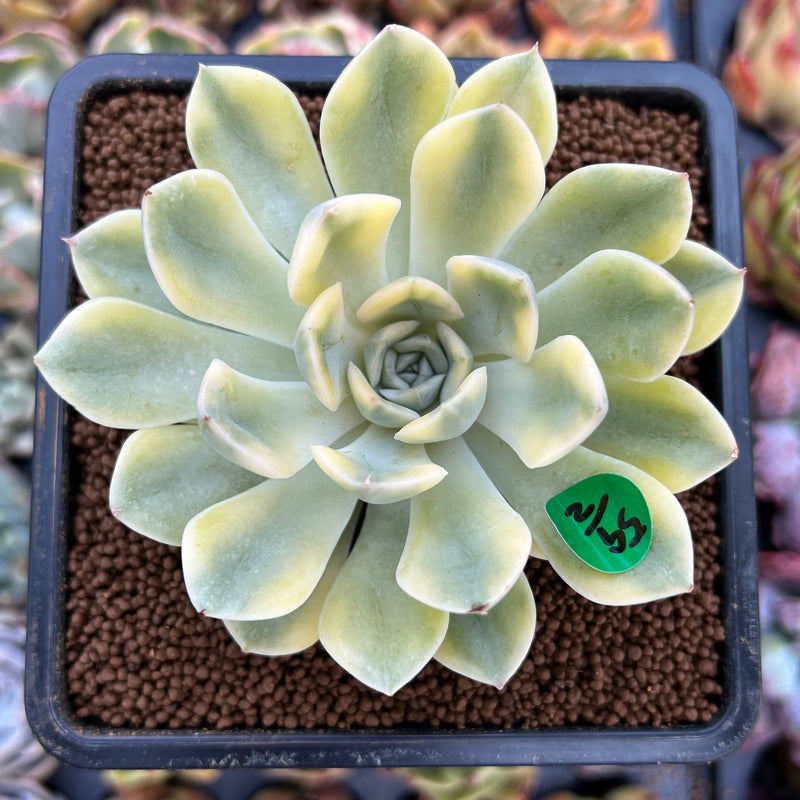 moon plant succulent Echeveria 'Moon Fairy' Variegated 2"-3" Cutting Succulent Plant – True Succulents Plant Co
