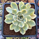 Echeveria 'Moon Fairy' Variegated 2"-3" Cutting Succulent Plant