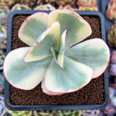Echeveria 'Julia' Variegated 2"-3" Cutting Succulent Plant