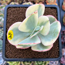 Echeveria 'Julia' Variegated 2"-3" Cutting Succulent Plant