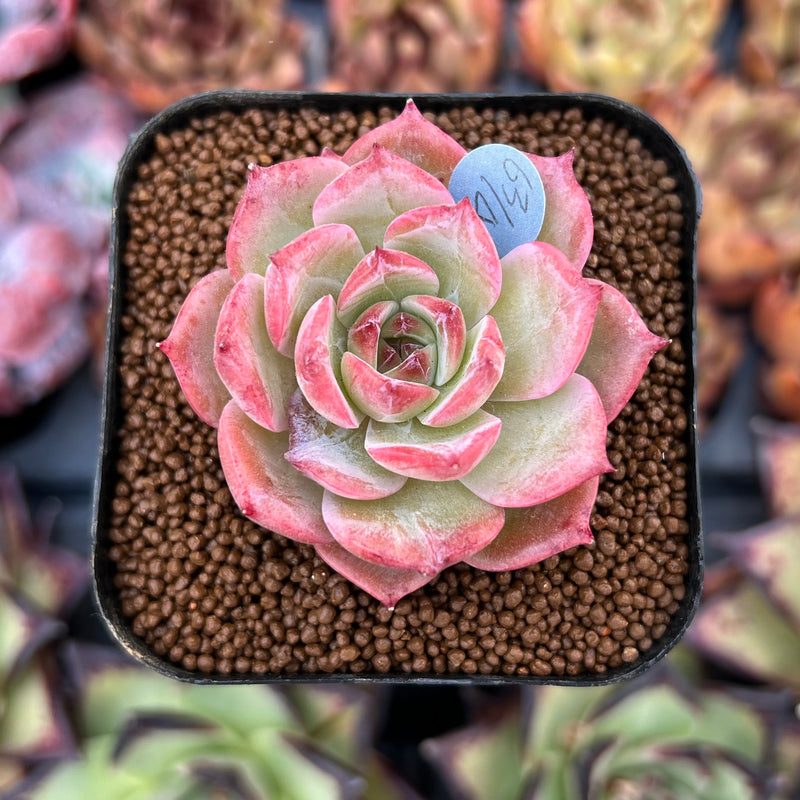 succulents that grow in colorado Echeveria 'Colorado' 1"-2" Succulent Plant – True Succulents Plant Co