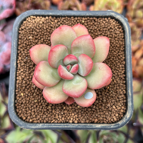 succulent color apple Echeveria 'Apple Candy' 2" Succulent Plant – True Succulents Plant Co