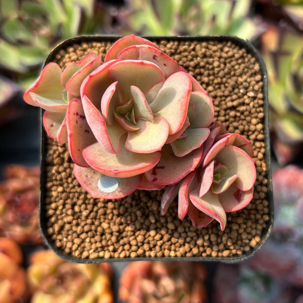 suyeon succulent Echeveria 'Suyeon' 1"-2" Cutting Succulent Plant