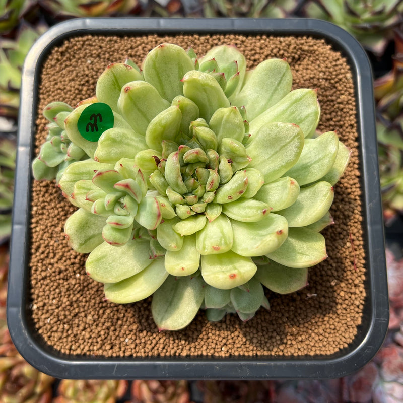 Echeveria Agavoides 'Ice Age' Variegated 5