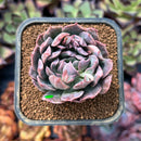 newechesucc64.jpeg