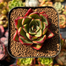 newplants100.jpeg