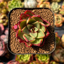 newplants101.jpeg