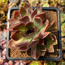 Echeveria 'Fushike' 2"-3" Cluster Succulent Plant