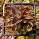 newplants103.jpeg