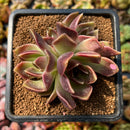newplants104.jpeg