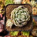 Echeveria 'Margaret' Variegated 2" Succulent Plant