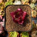 newplants109.jpeg